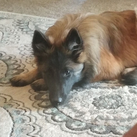 Meet your Posher, Hazem - Picture 1 of 1